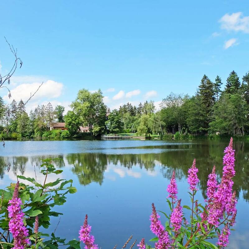 Ein See mit Bäumen und Pflanzen ringsherum