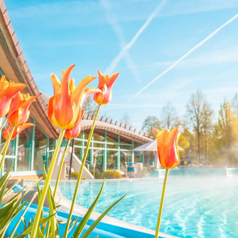 Orangerote Tulpen vor einem beheizten Außenpool mit dampfender Wasseroberfläche und dem Solemar im Hintergrund