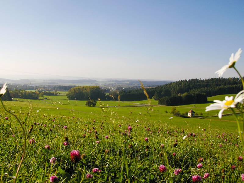 Grüne Wiese mit Gänseblümchen und Klee im Vordergrund, dahinter Wald und weiter Landschaftshorizont unter blauem Himmel.