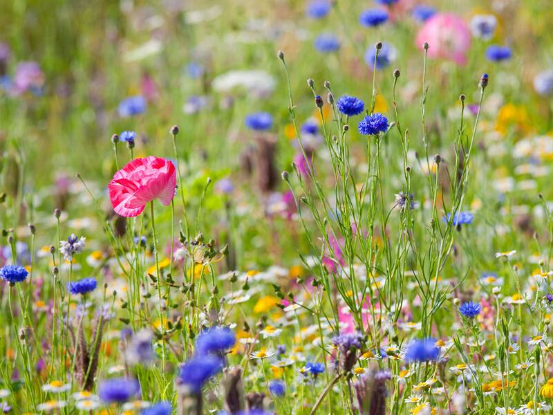 Wiese mit verschiedenen Wildblumen, darunter blaue Kornblumen und einzelne rote Mohnblumen