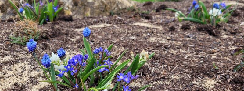 Blumen in einem Beet