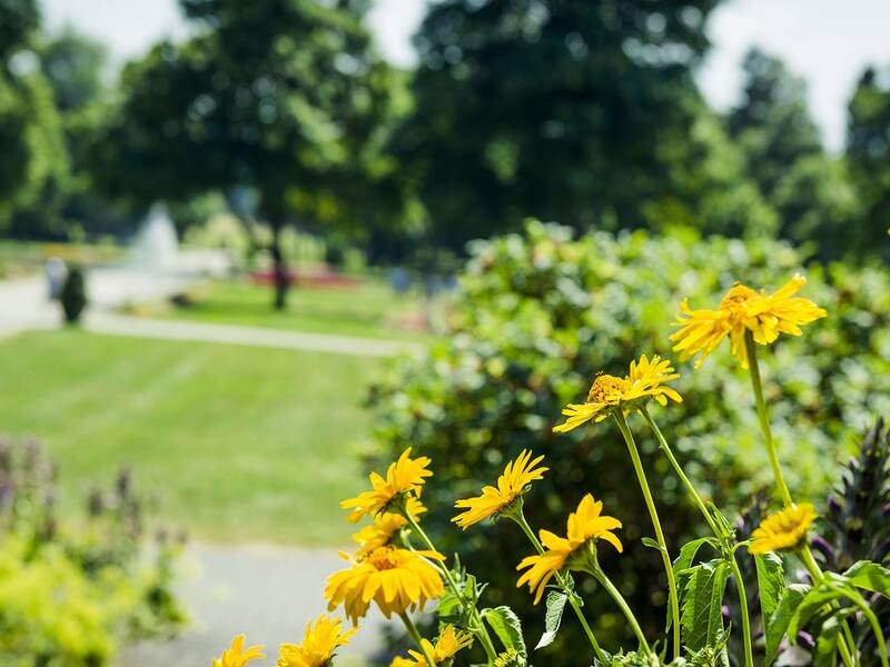 Gelbe Blumen in einem Park mit Rasenflächen, Wegen und Bäumen im Hintergrund.
