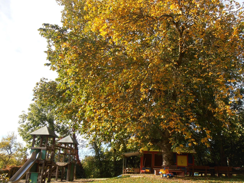 Herbstlicher Garten mit gelb gefärbten Bäumen 